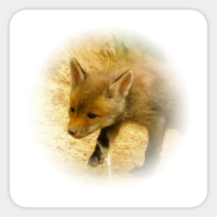 Red fox cub Sticker